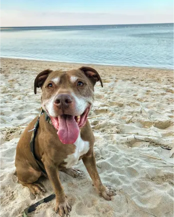 Brown and white pit bull with green leash and color sitting on the beach