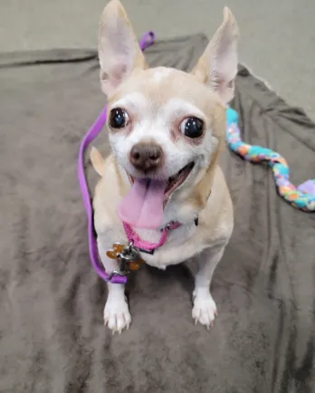 smiling tan and white chihuahua