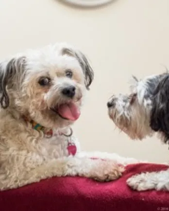 Ginger with her canine buddy