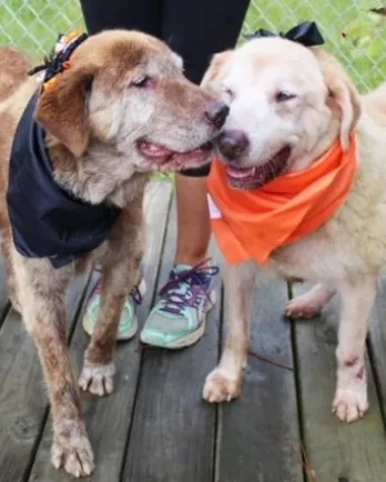 two labs - one yellow, one chocolate