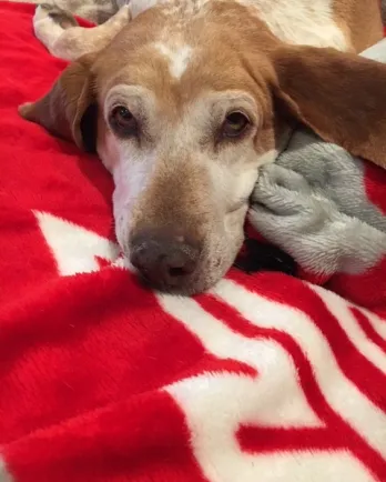 Brown and white coonhound mix on red blanket