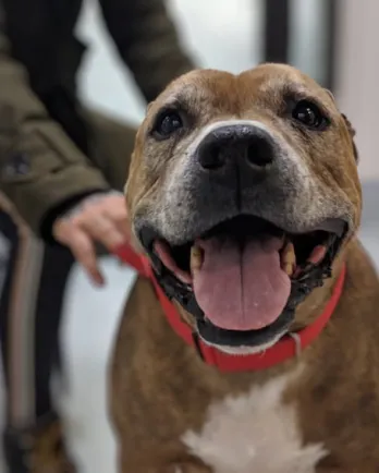 smiling brown pit bull