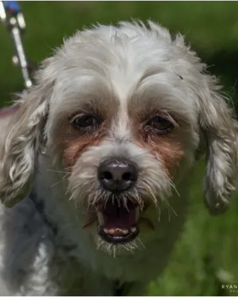 White dog with tan around the eyes. Has a blue leash and standing with grass in the background.