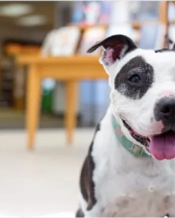 Black and white dog at library