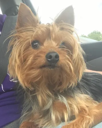 Picture of a small brown and black dog with his ears standing up.