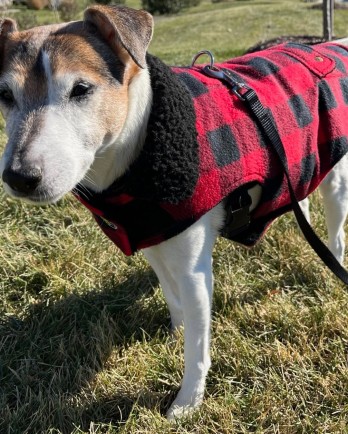 jack russel in red plaid sweater