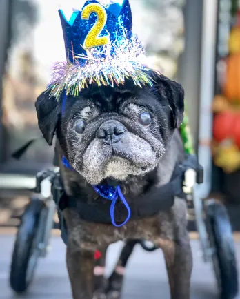 Pug with cart