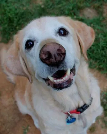 Yellow dog with white face sitting in grass.