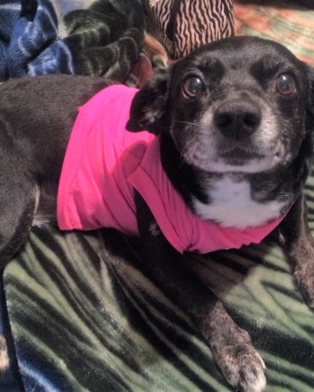 small black dog in a pink shirt