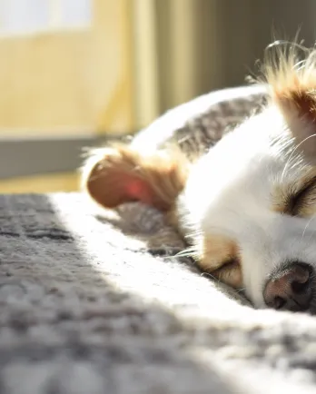 Little dog sleeping in bed