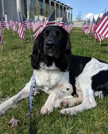 Black and white English Springer Spaniel