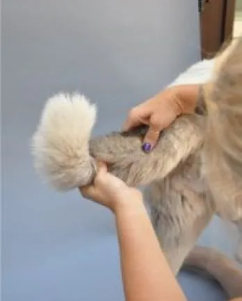 Tail Massage