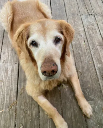 Delaware valley retriever store rescue