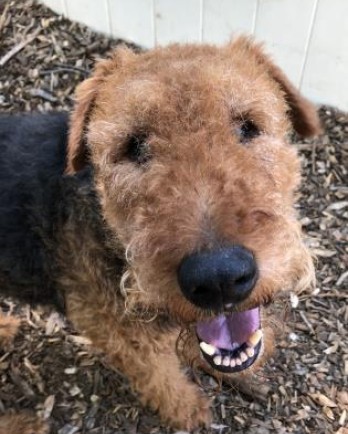 Close up of Airedale Terrier