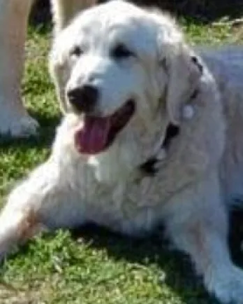 Tex laying in the grass