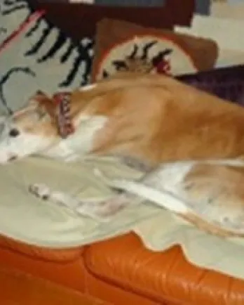 Vera laying on her bed