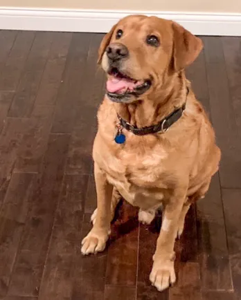 Yellow lab mix Aiden