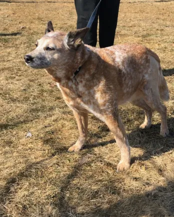 Red heeler Amber