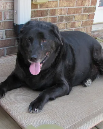 Black lab Anna