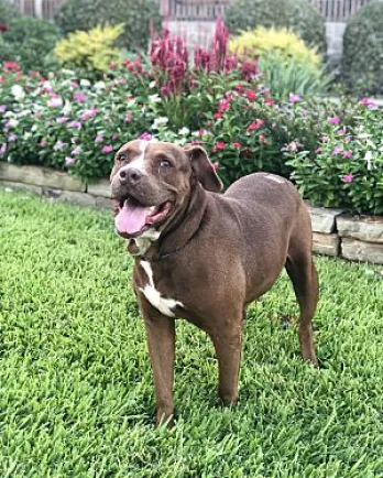 Chocolate pit bull Baylee