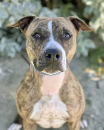 pit bull dog smiling