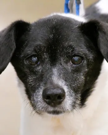 Close up of Bingo