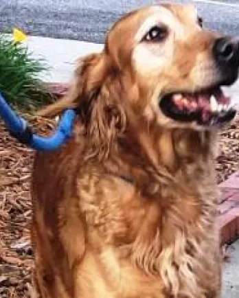 Golden retriever