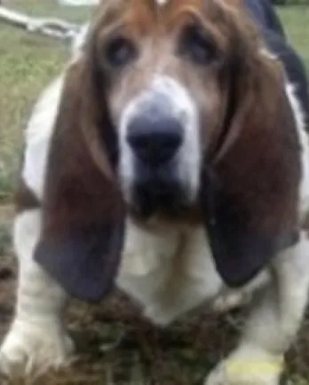 Cassie, a Basset Hound, now deceased