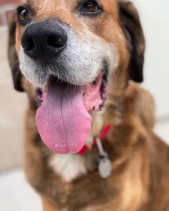Hound dog with tongue out