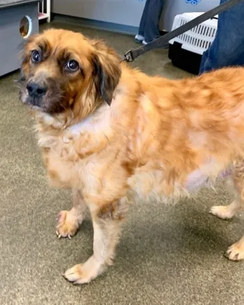 brown fluffy dog with soulful eyes