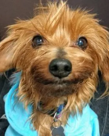 Yorkie mix Clea