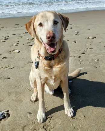 senior yellow lab