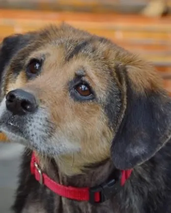 Close up of a black and tan beagle mix