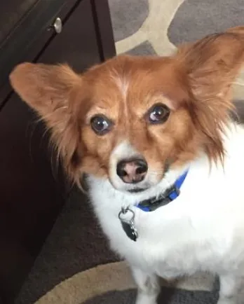 Papillon mix Freddie