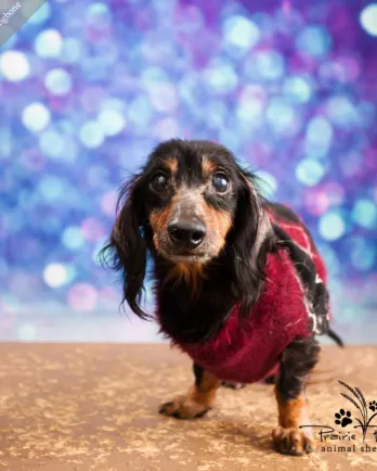 Black and tan dachshund