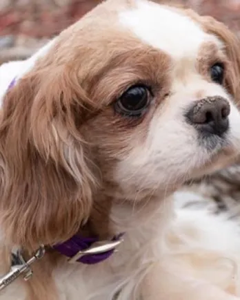 Cavalier King Charles Spaniel Goofy