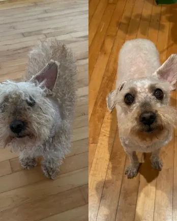 Harpo before and after
