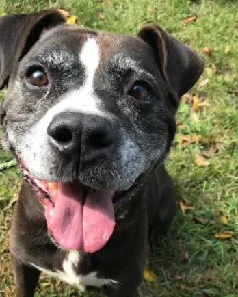 Senior pit bull