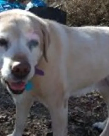 Jane, a Golden Retriever, now deceased