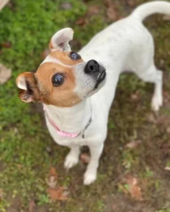 Jack Russell terrier mix Jill