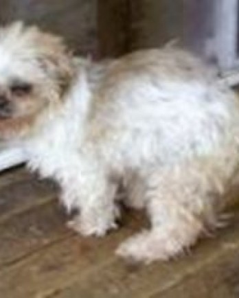 Leena, a small, white, fluffy dog, now deceased