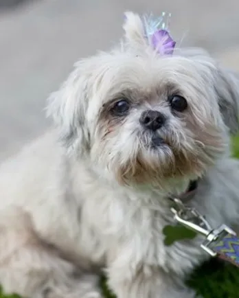 Lollie, the Shih Tzu, now deceased