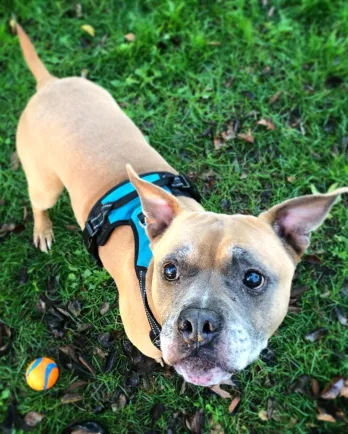 boxer in the grass looking up at camera