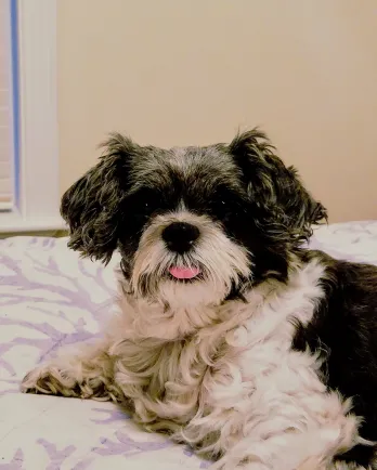 Black and white Shih Tzu