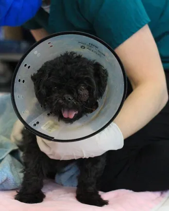 black shih tzu in a cone