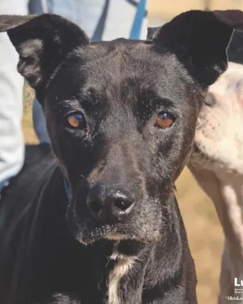 Black lab mix Paris