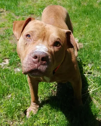 Brown pit bull Peanut