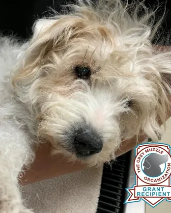 White dog Pip with Grey Muzzle logo