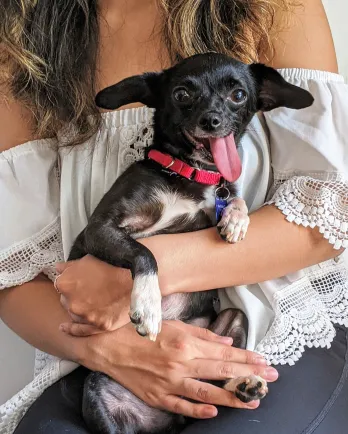 Small dog on lap