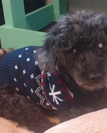 Little black poodle Raven